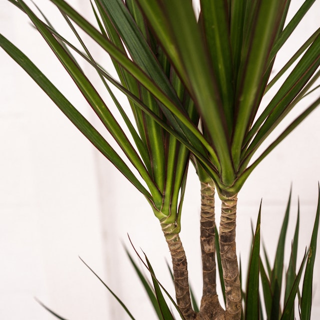 Dracena Marginata