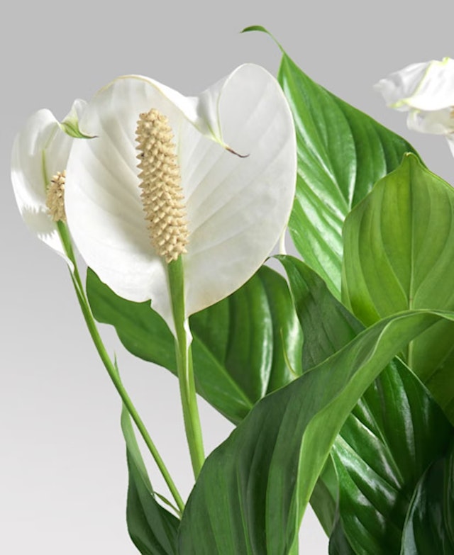 Spathiphyllum