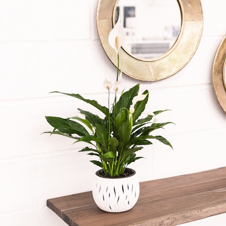 Spathiphyllum Blanca