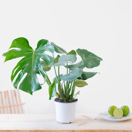 Monstera Deliciosa - Costilla de Adán