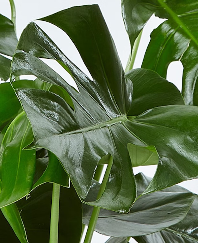 Monstera Deliciosa - Costilla de Adán