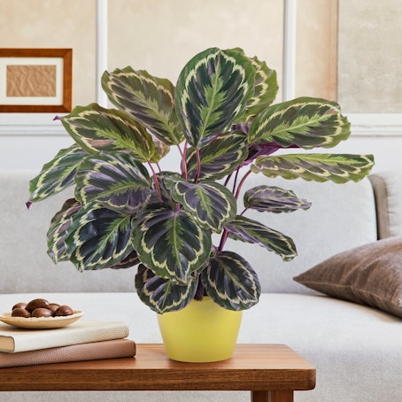 Calathea