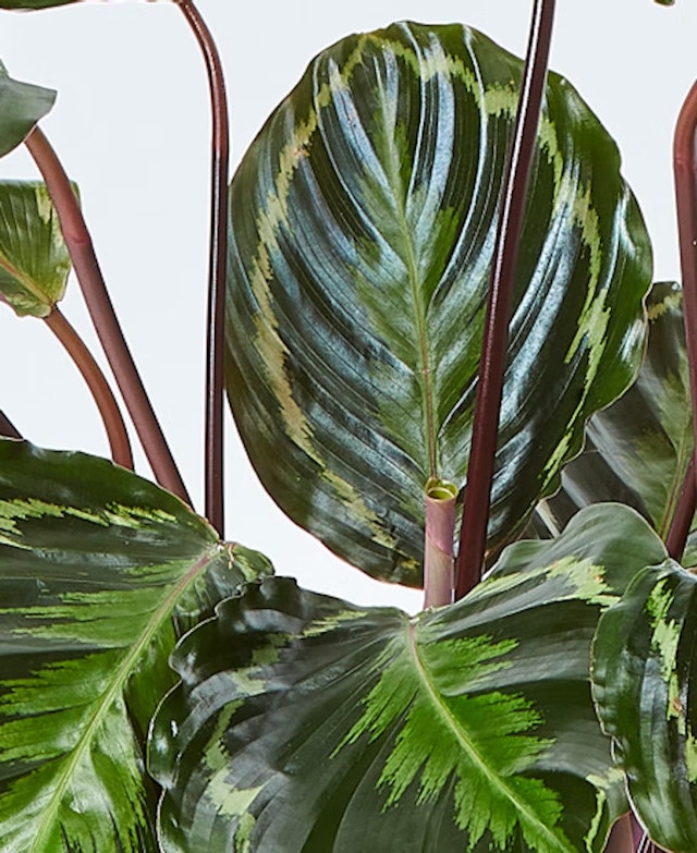 Calathea