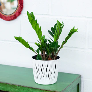 Zamioculca Zamiifolia - Planta de la fortuna