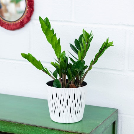 Zamioculca Zamiifolia - Planta de la fortuna