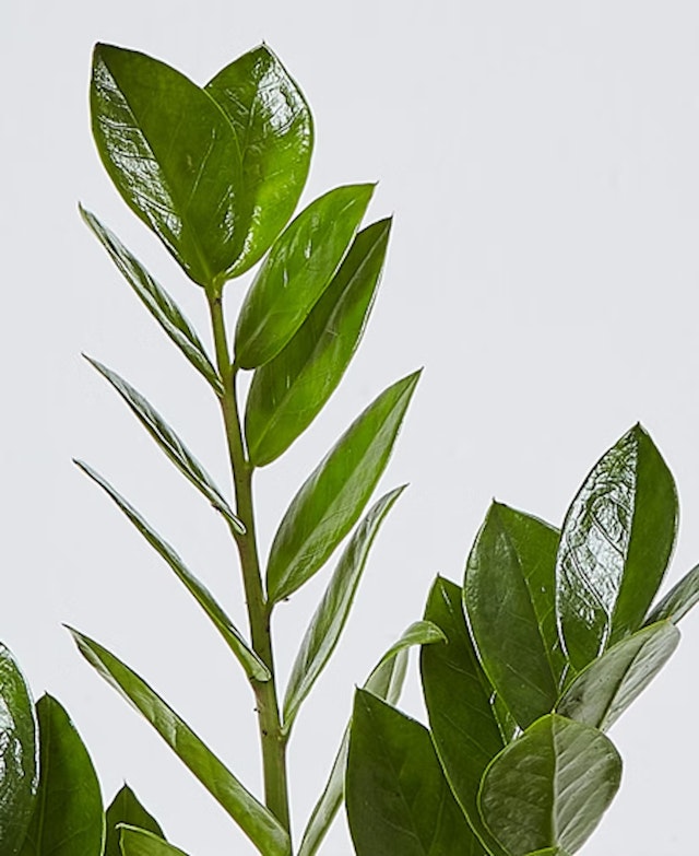 Zamioculca Zamiifolia - Planta de la fortuna