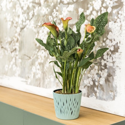 Zantedeschia Salmón