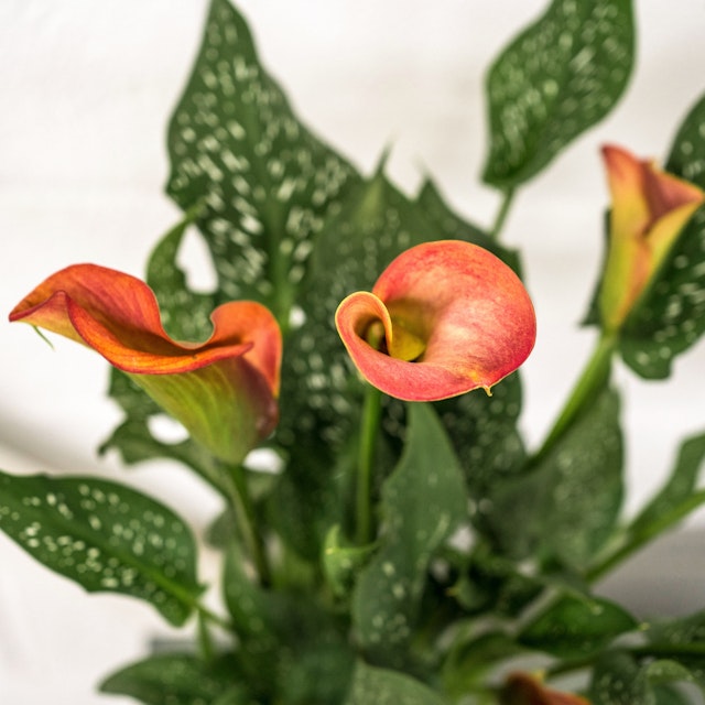 Zantedeschia Salmón