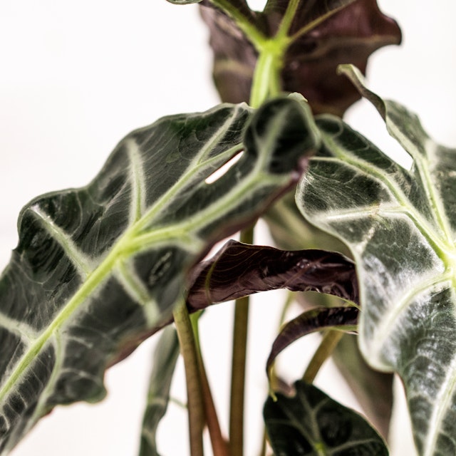 Alocasia Polly