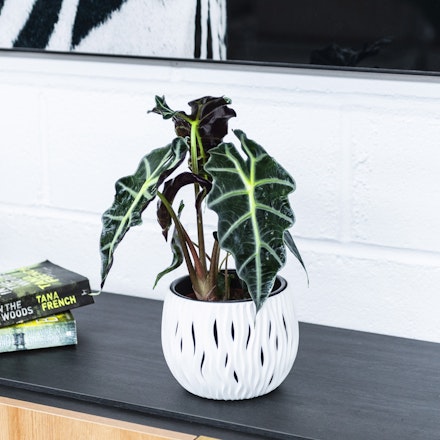 Alocasia Polly - Oreja de elefante - Planta de casa fácil de cuidar