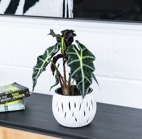 1750959075-1202857-2025