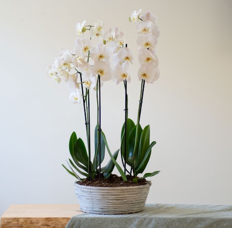 1750959075-1202857-2025