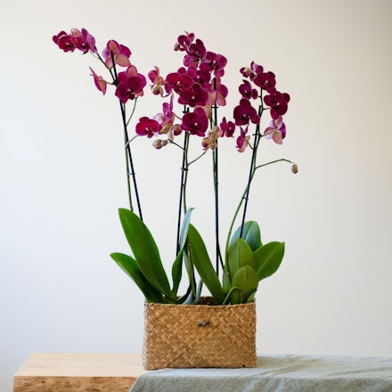 Centro de Orquídeas rosa
