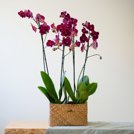 Centro de Orquídeas rosa