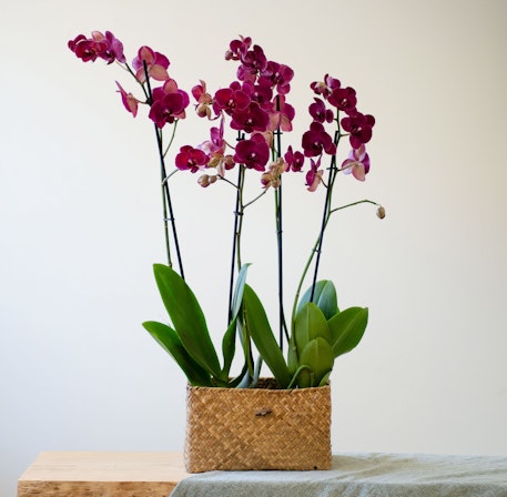 1750959075-1202857-2025