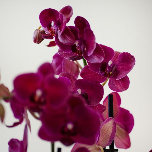 Centro de Orquídeas rosa