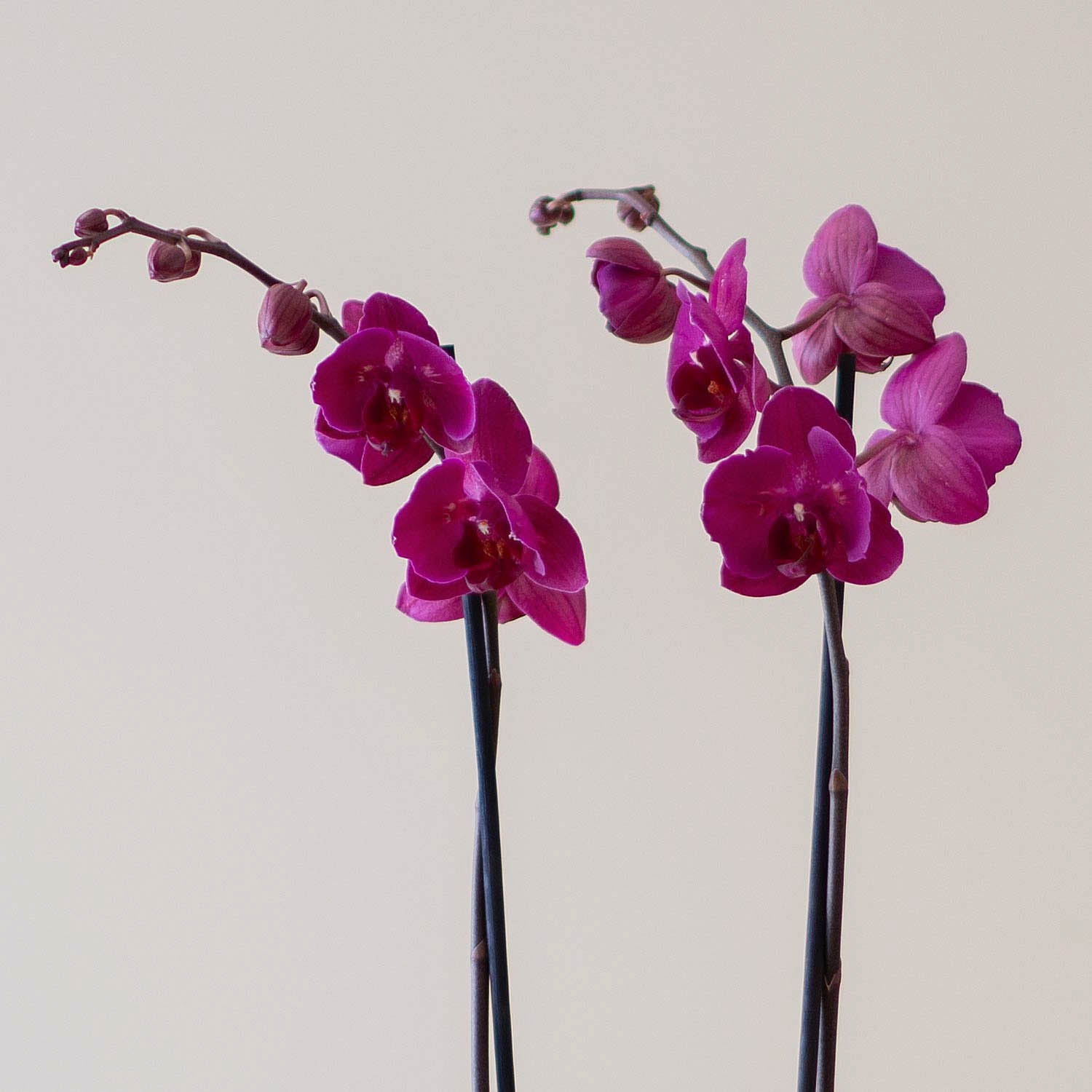 Pack de Orquídeas