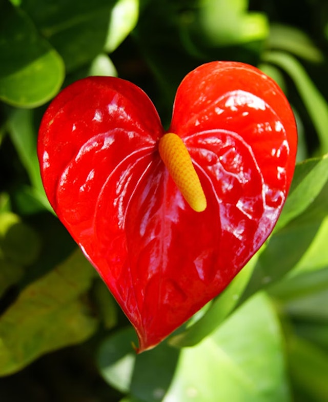 Anthurium rojo