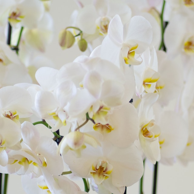 Centro de Orquídeas blancas - grande
