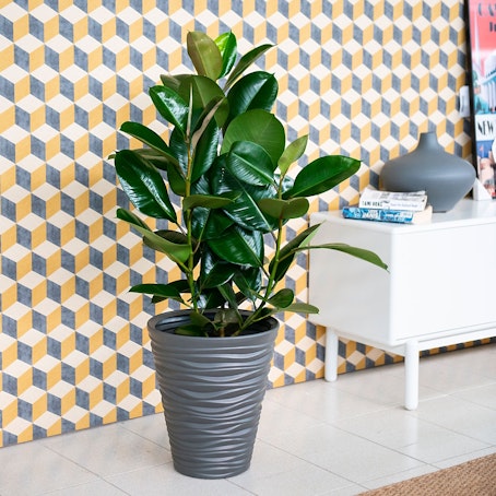 Ficus Elastica Robusta - Árbol de Caucho