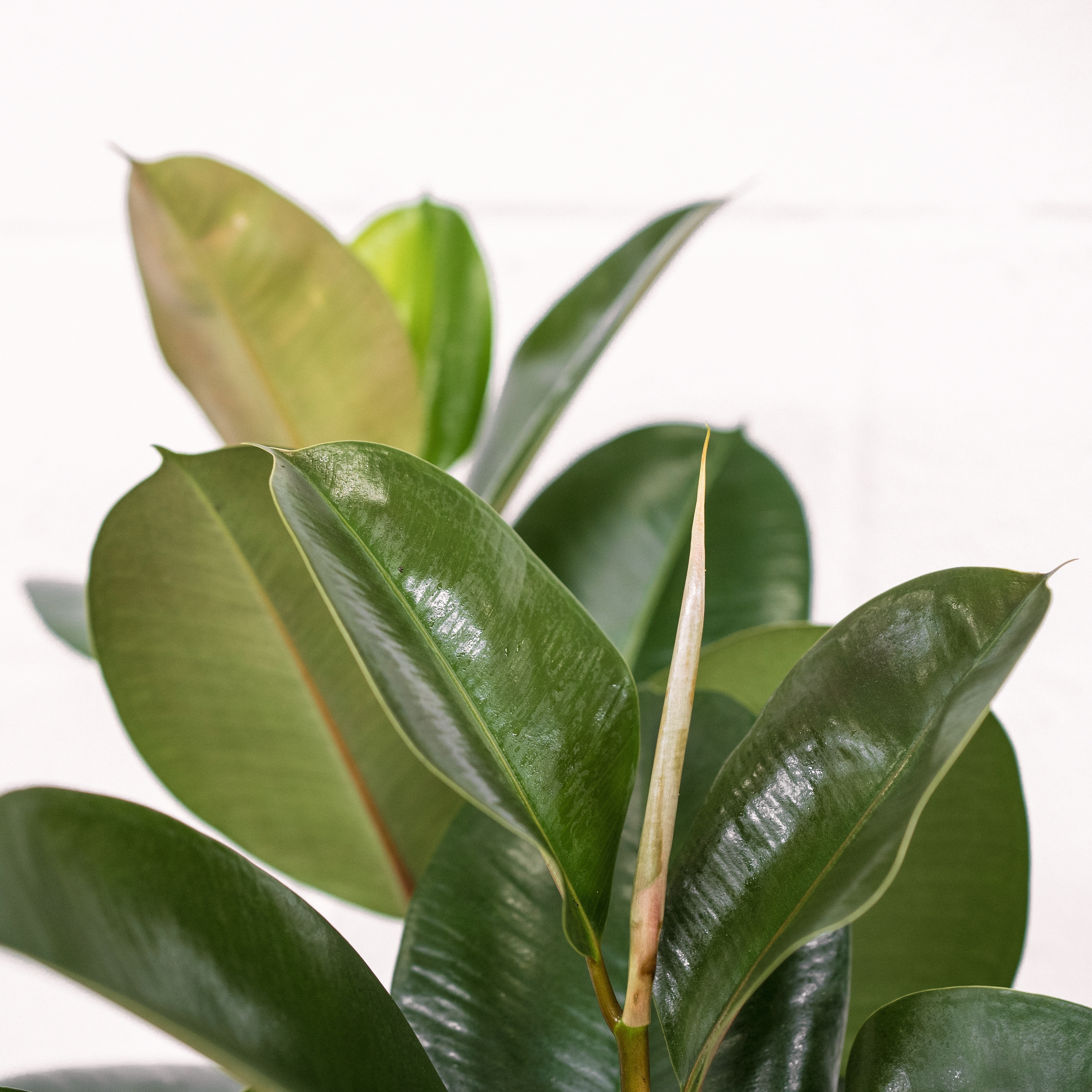 Ficus 