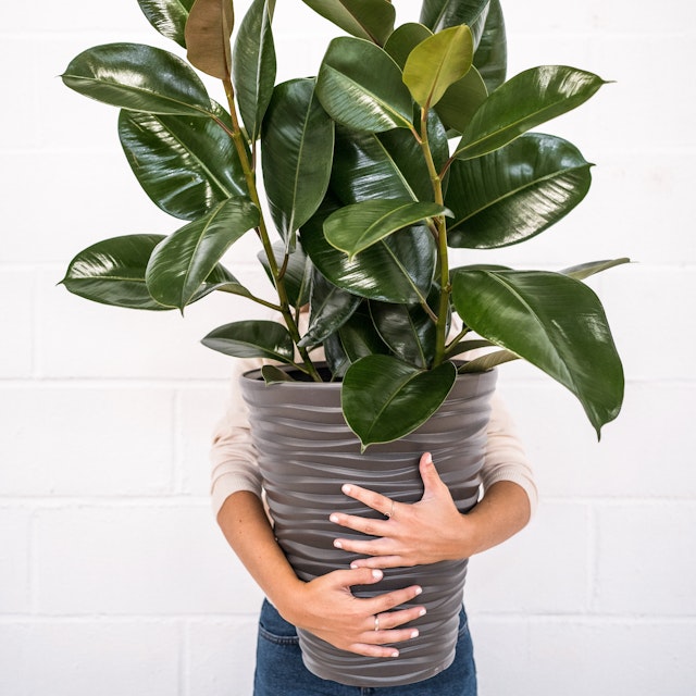 Ficus Elastica Robusta - Árbol de Caucho