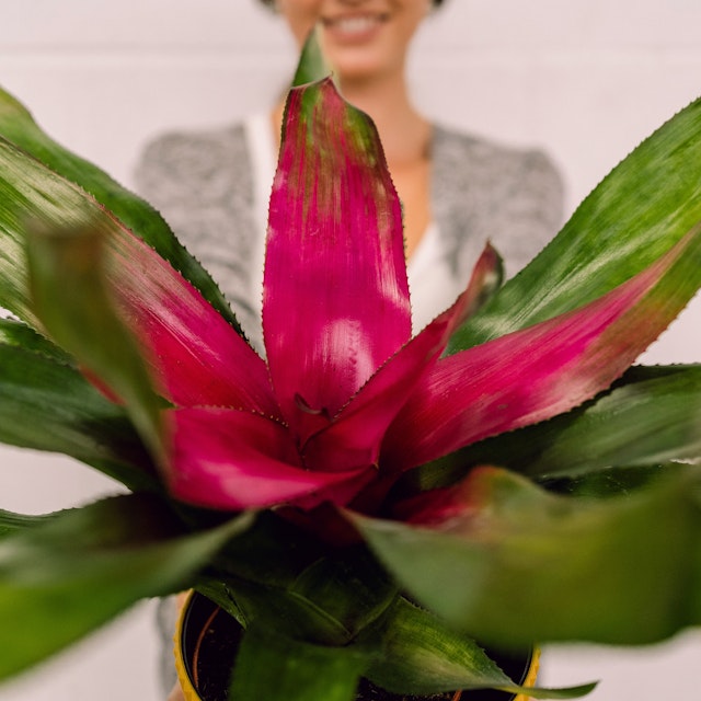 Neoreglelia Meyendorfii