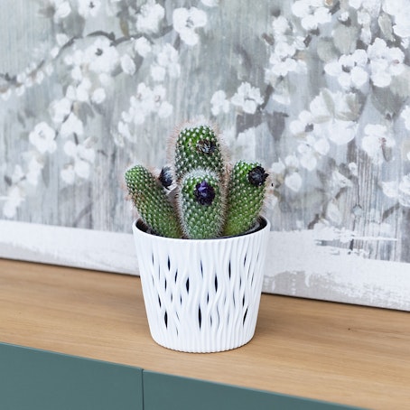 Mix de Cactus pequeño