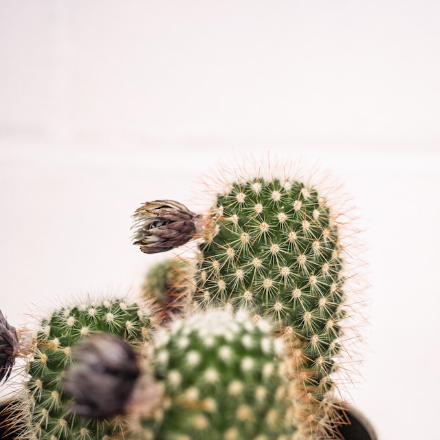 Mix de Cactus pequeño