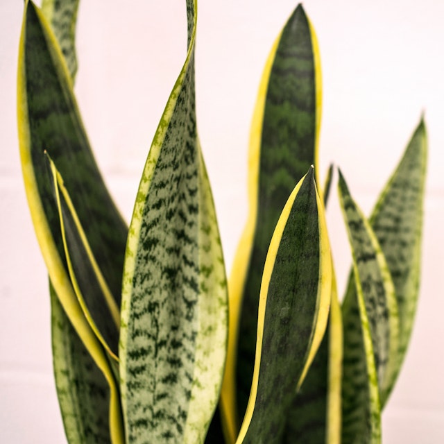 Sansevieria Grande