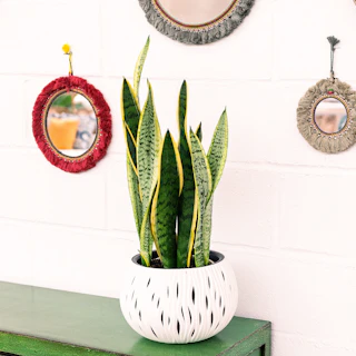 Sansevieria Grande