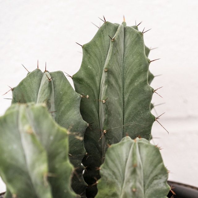 Mix de Cactus grande