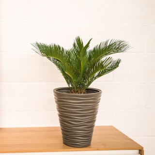 Cycas Revoluta
