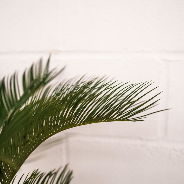 Cycas Revoluta