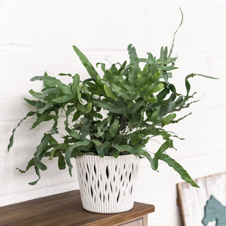 Phlebodium Blue Star