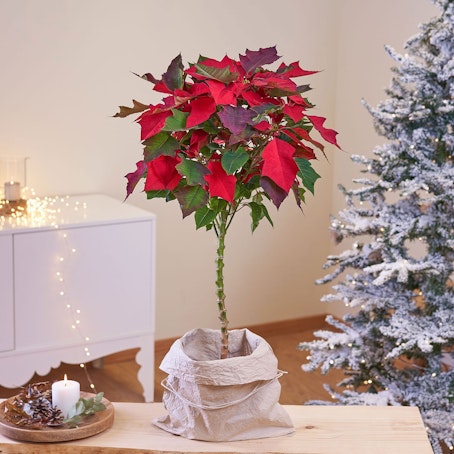 Arbol Flor de Pascua