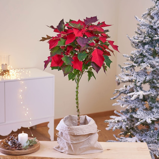 Arbol Flor de Pascua