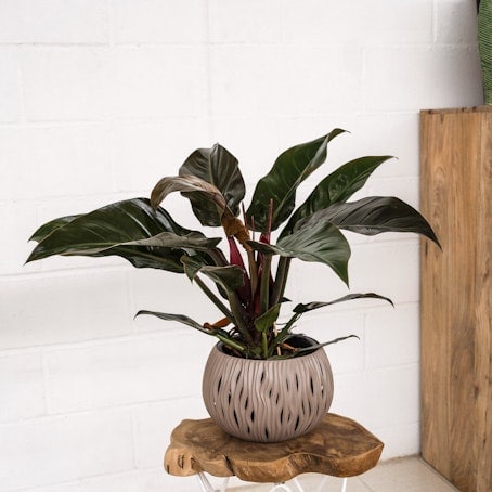 Philodendron Imperial Red Green