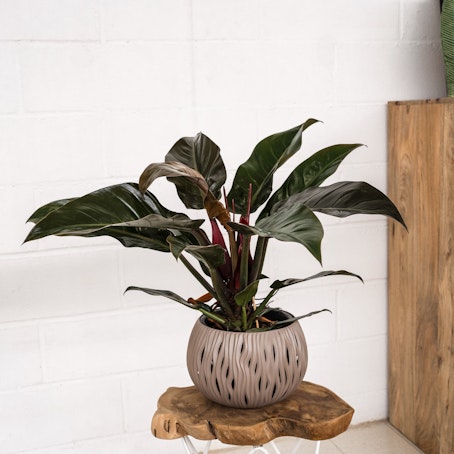 Philodendron Imperial rojo