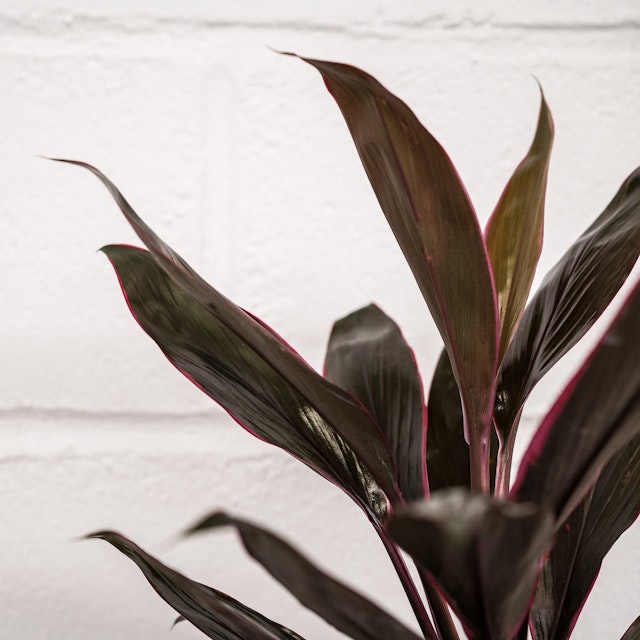 Philodendron Imperial rojo