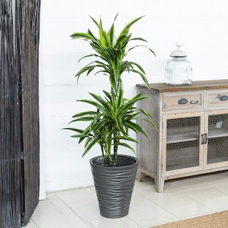 Dracena Lemon