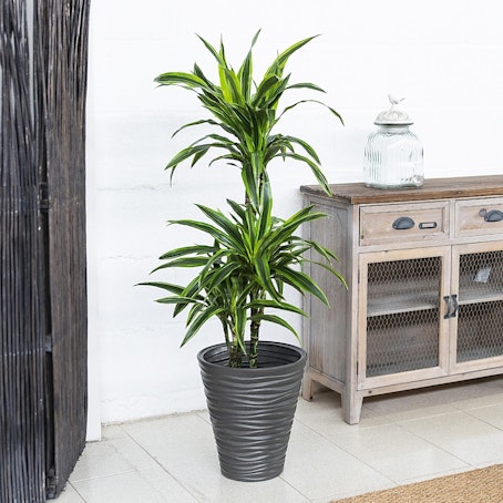 Dracena Lemon