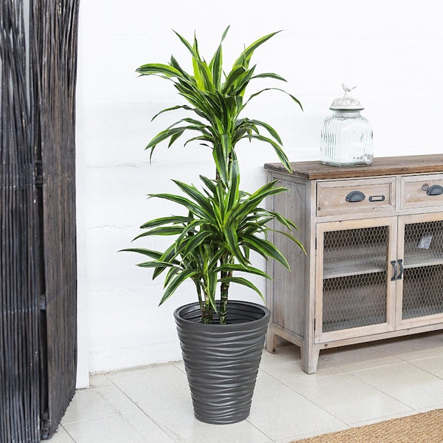 Dracena Lemon