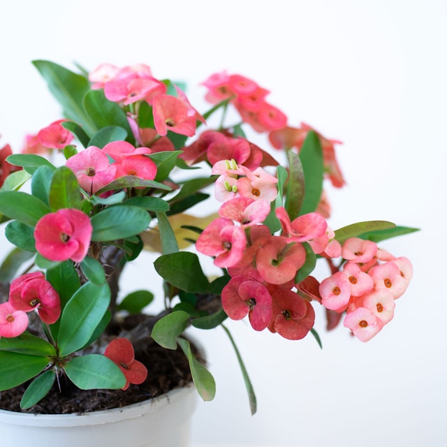 Euphorbia Siraya Rosa