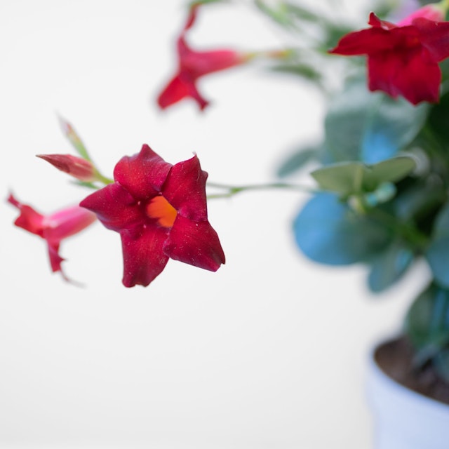 Dipladenia rosa - Planta para regalar