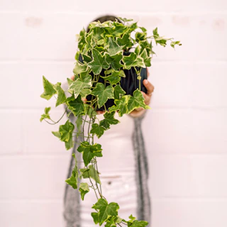 Hiedra Helix - Purifica el aire - Planta de casa fácil de cuidar