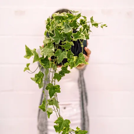 Hiedra Helix - Purifica el aire - Planta de casa fácil de cuidar