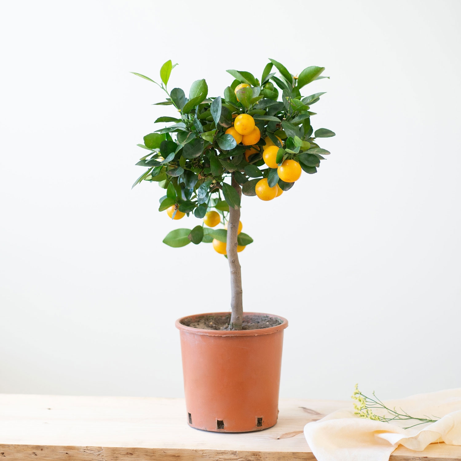 Citrus