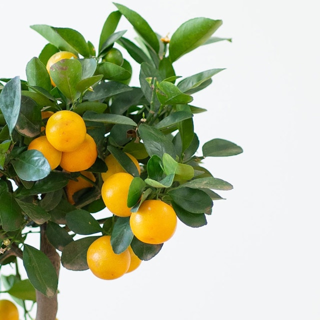 Citrus