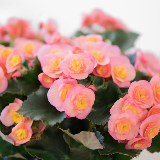 Begonia